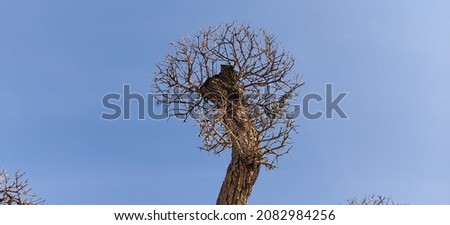 A beautifully carved tree without leaves against the background of a clear blue sky.
