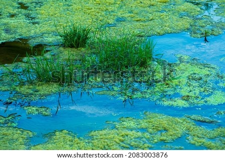 Green Water grass offering shelter for frogs and snakes. Green water grass in the river. Royalty-Free Stock Photo #2083003876