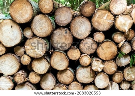 Pile of stacked wood logs stored in woods