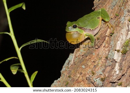 croaking male of European tree frog (Hyla arborea) on tree trunk during night Royalty-Free Stock Photo #2083024315
