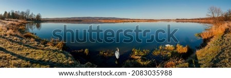 panorama of the evening lake with a swan and the surrounding green grass