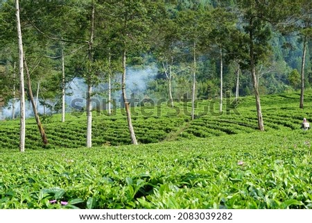 the fresh atmosphere of the tea plantation in the morning at the foot of the mountain