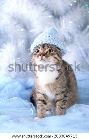 Beautiful Cat with green eyes posing on a background of Christmas lights. Cute little gray kitten in a blue hat on a gentle blue Christmas tree background. Happy New Year. Cat close up. Winter.Holiday