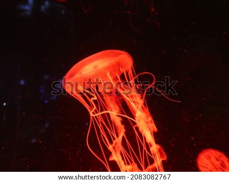 Jellyfish floating in the water with red neon lighting