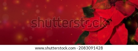 Poinsettia banner with lights out of focus. High quality photo