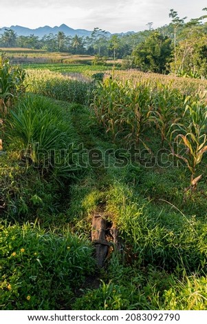 A path in the cornfield.