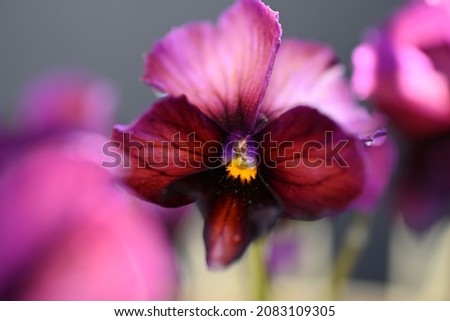 Close-up of beautiful  viola flowers 