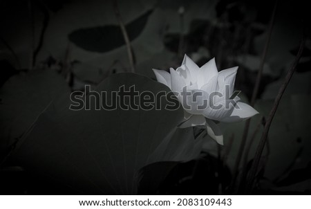 Taking black and white photo of beautiful lotus flower in big pond upcountry.