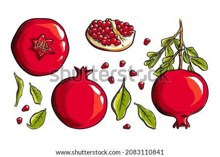 Pomegranate fruit, seeds and plant. Colored exotic pomegranate fruit. Vector illustration isolated in white background Royalty-Free Stock Photo #2083110841