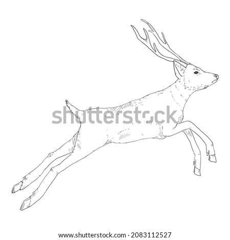 Vector Sketch Jumping Deer Illustration on White Bakcground