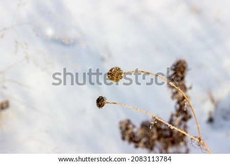 Two yellow-brown round chamomile inflorescences are covered with white snowflakes close-up on a light blurred background
