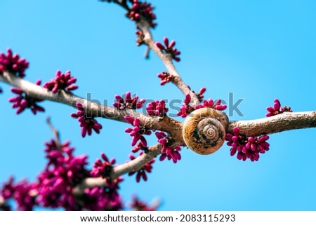 blossoming fruit tree in spring, tree branch with flowers. snail on a tree. beautiful spring close-up