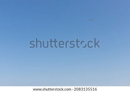 The seagull hovers against the clear blue sky to the south above the sea. Copy space.