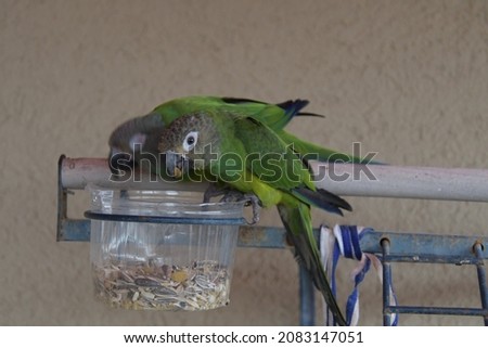 A green parrot while eating Royalty-Free Stock Photo #2083147051