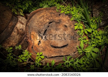 Wood cut surface texture, in temporary shelter, negative space background