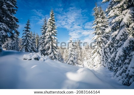 Gorgeous snowy landscape and Christmas trees on a frosty sunny day. Carpathian mountains, Ukraine, Europe. Exotic wallpapers. Perfect photo of Happy New Year concept. Discover the beauty of earth.
