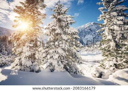 Spectacular snowy landscape and Christmas trees on a frosty sunny day. Carpathian mountains, Ukraine, Europe. Exotic wallpapers. Fabulous photo of Happy New Year concept. Discover the beauty of earth.