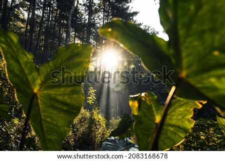 forest in the morning light and fog on trees,green forest