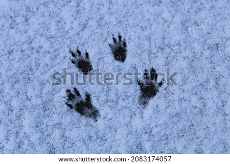 Squirrel footprints in the snow. Latin name Sciurus carolinensis. Small animal tracks