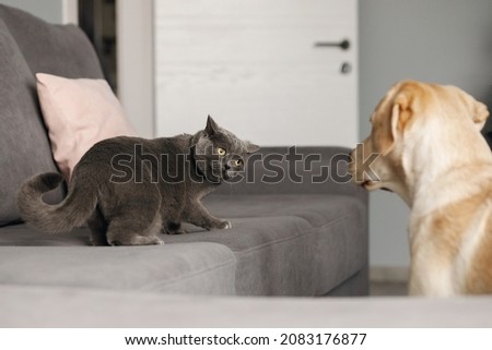 A gray British cat looks wary at a Labrador living together, the foreground is blurred Royalty-Free Stock Photo #2083176877