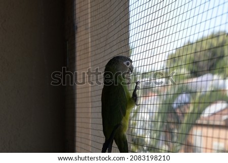 A parrot looks at the view outside Royalty-Free Stock Photo #2083198210