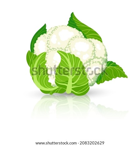 Bright vector illustration of colorful cabbage. Fresh cartoon organic vegetable isolated on white background used for magazine, book, poster, card, menu cover, web pages.