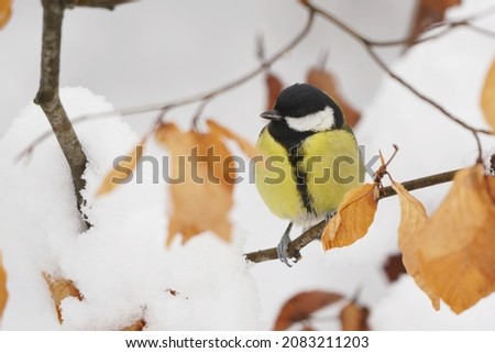 Portrait of a great tit. Parus major. Winter scene with a song bird 