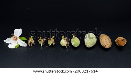 All stages of Almond growth and development. life of herb almond isolated black background
