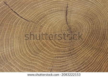 Old wooden oak tree cut surface. Detailed warm dark brown and orange tones of a felled tree trunk or stump. Rough organic texture of tree rings with close up of end grain. Close-up wood texture Royalty-Free Stock Photo #2083222153