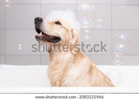 The dog is sitting in a bubble bath with a yellow duckling and soap bubbles. Golden Retriever bathes with bath accessories. Royalty-Free Stock Photo #2083225966