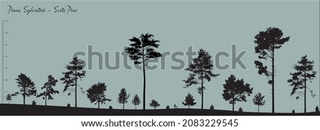 Vector silhouettes of a variety of Pinus Sylvestris pine trees, fully editable