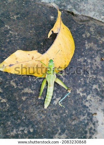 Meadow grasshopper, grasshopper is on floor . and dry yellow leaf