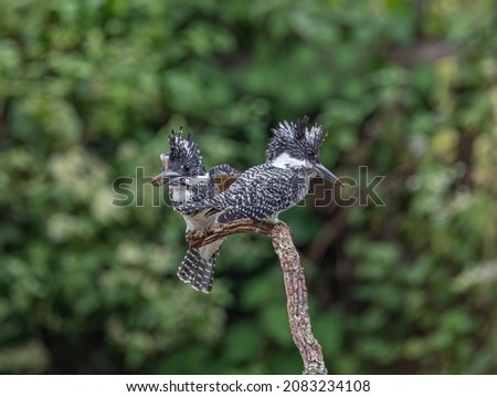 Beautiful Bird,Crested Kingfisher (Megaceryle lugubris) rest  a branch in nature.