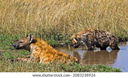 Wild hyenas is hanging around pond