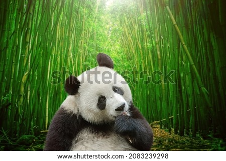 Giant panda bear in bamboo forest