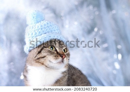 Cute little gray kitten in a blue hat on a gentle blue Christmas tree background. Happy New Year. Cat close up. Beautiful Cat with green eyes posing on a background of Christmas lights. Winter Holiday