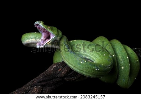 Green tree python snake on branch ready to attack, Chondropython viridis snake closeup with black background, Morelia viridis snake