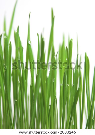 Fresh green grass with drops of water