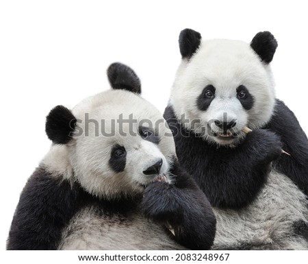 A panda couple eating bamboo