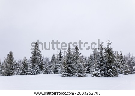 Harsh winter landscape beautiful snowy fir trees stand against a foggy mountainous area on a cold winter day. The concept of cold northern nature. Copyspace Royalty-Free Stock Photo #2083252903