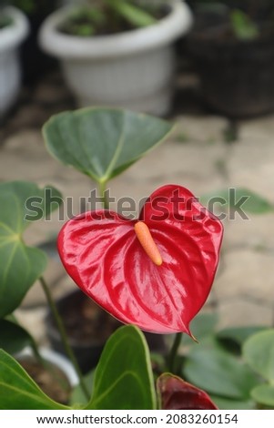 PHOTOS OF RED FLOWER ANTHURIUM ANTHURIUM PLANT, THIS PHOTO IS USEFUL FOR PLANT,FLORA BLOG AND ALSO FLORA WEBSITE, FLORA PHOTOGRAPHY Royalty-Free Stock Photo #2083260154