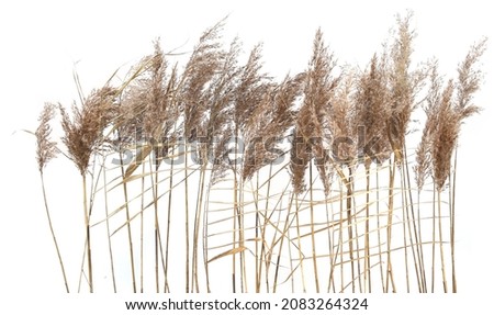 Dry reeds isolated on white background. Fluffy dry grass flowers Phragmites, autumn or winter herbs. Royalty-Free Stock Photo #2083264324