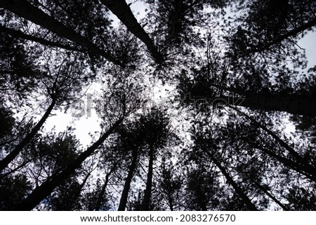 Black and white trees image. Tree branches silhouette against white sky background. High quality photo