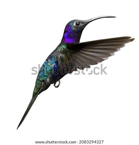 Flying hummingbird isolated on white background Royalty-Free Stock Photo #2083294327