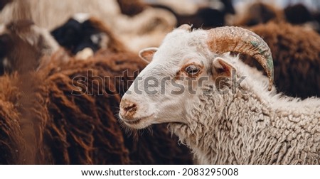 Portrait of sheep with horns looks into frame, sunlight.
