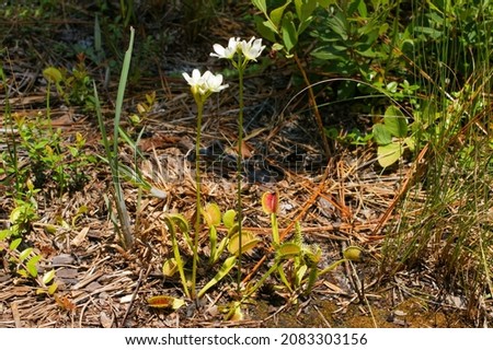 Venus Flytrap, Dionaea muscipula, with white flowers, North Carolina, USA