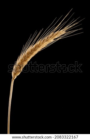 Ripe dried spikelet of barley isolated close-up on a black background. Macro single ear of grain with leaf. Royalty-Free Stock Photo #2083322167