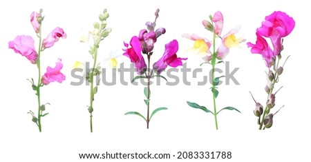 Beautiful snapdragon, dragon flowers set isolated on white background. Natural floral background. Floral design element Royalty-Free Stock Photo #2083331788