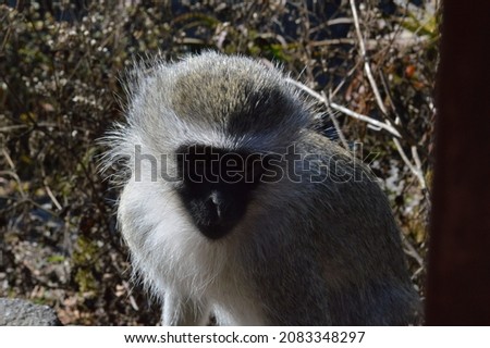 African white monkey Chlorocebus pygerythrus vervet