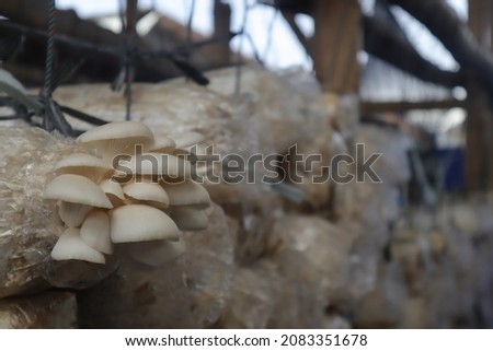 oyster mushroom photo, this photo is useful for flora website and flora blog, flora photography
 Royalty-Free Stock Photo #2083351678
